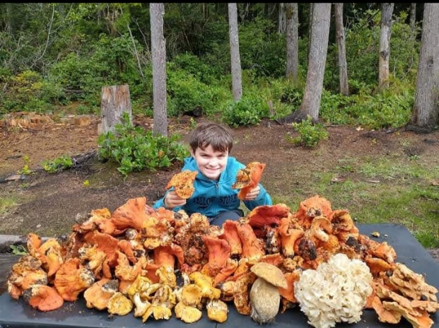 A kid kneeling behind a massive table haul of lobster mushrooms, chanterelles, a porcini, and a cauliflower mushroom