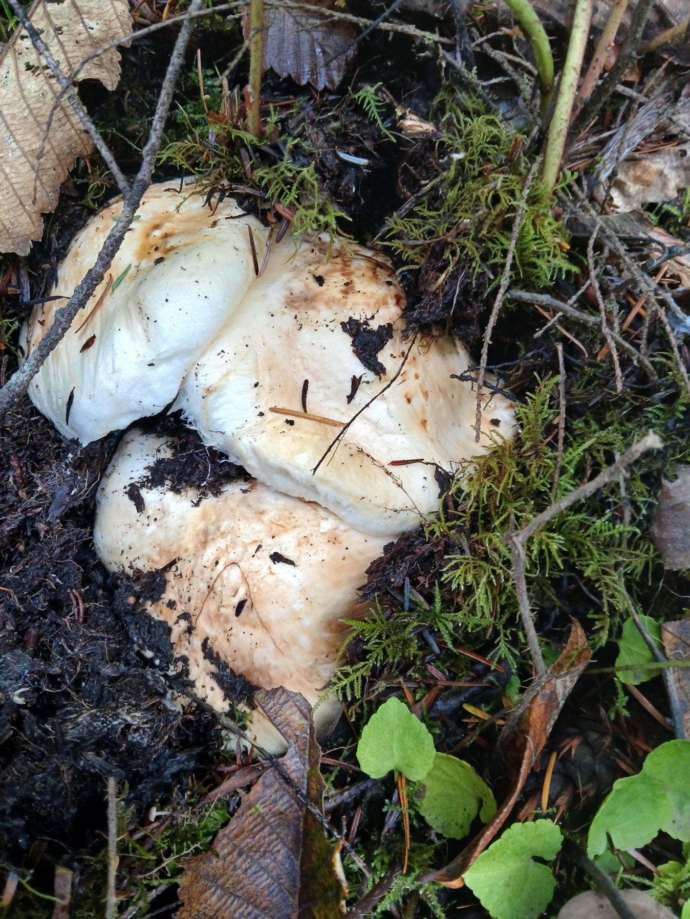 A cluster of white mushrooms growing at the base of a mossy tree