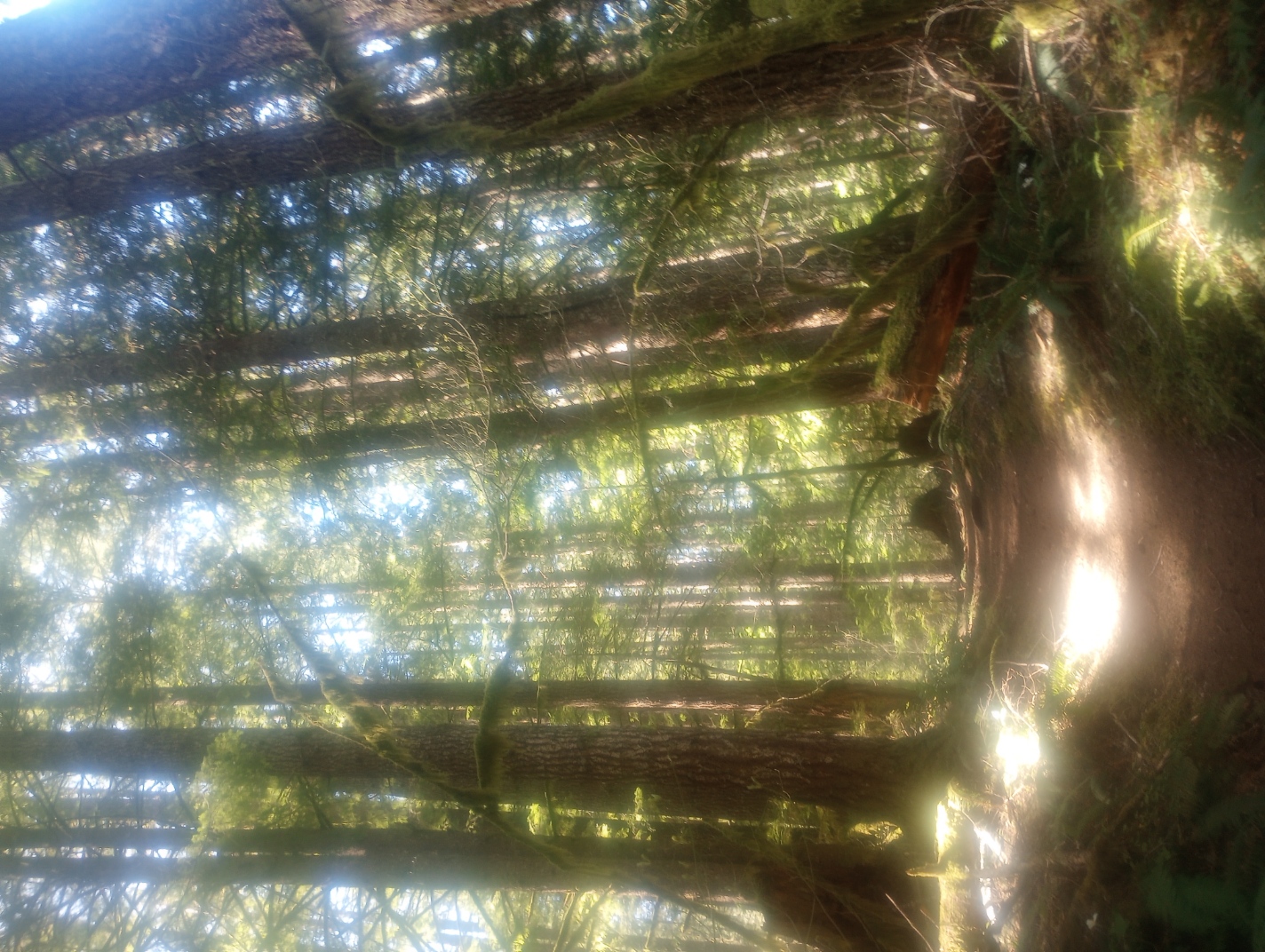 Sunlight through the forest canopy