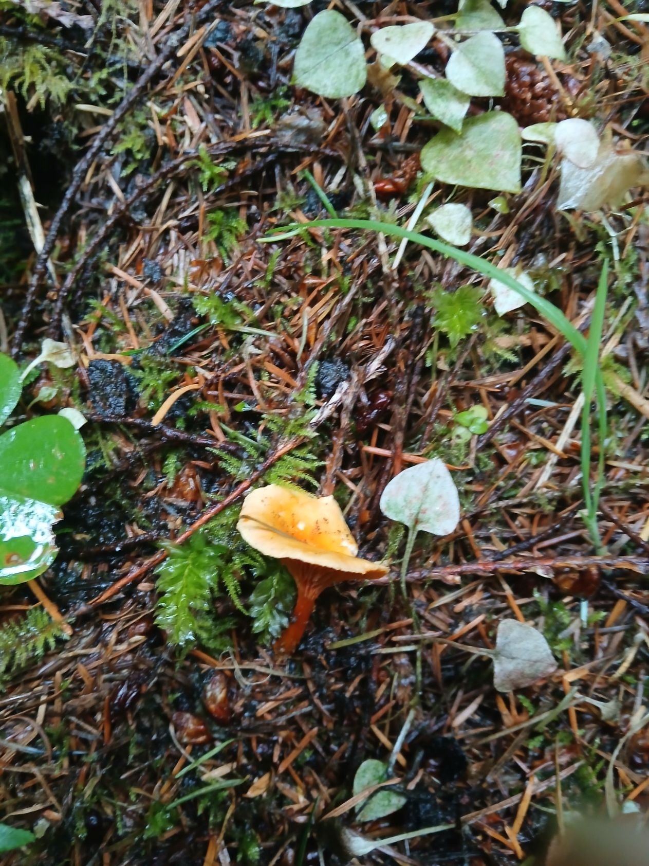 A small orange mushroom growing in moss and forest duff