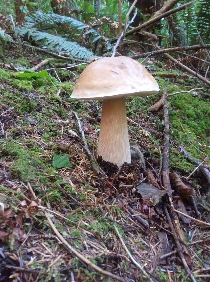 A single king bolete standing in mossy forest floor