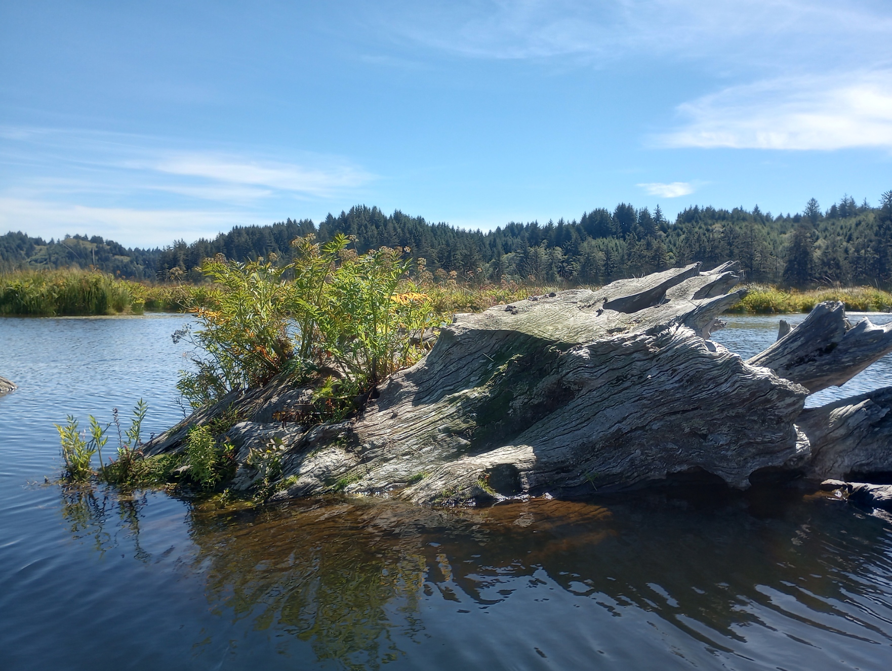 A Pacific Northwest lake framed by forest