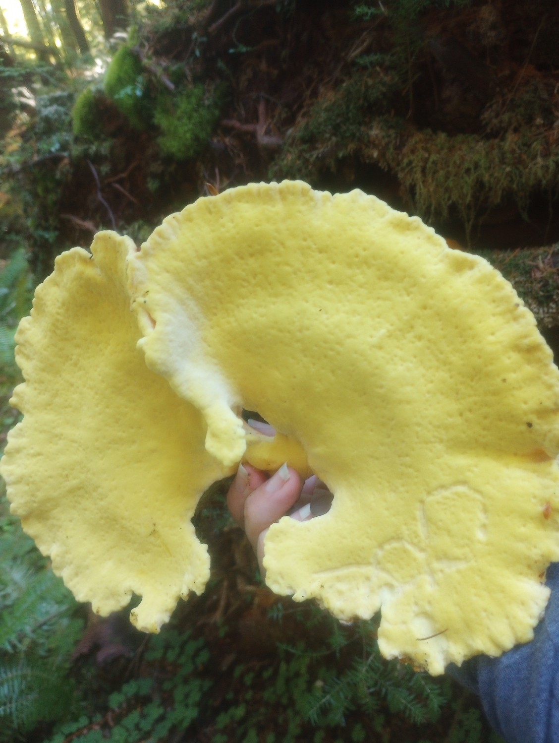 A large yellow polypore mushroom held up against a mossy forest backdrop